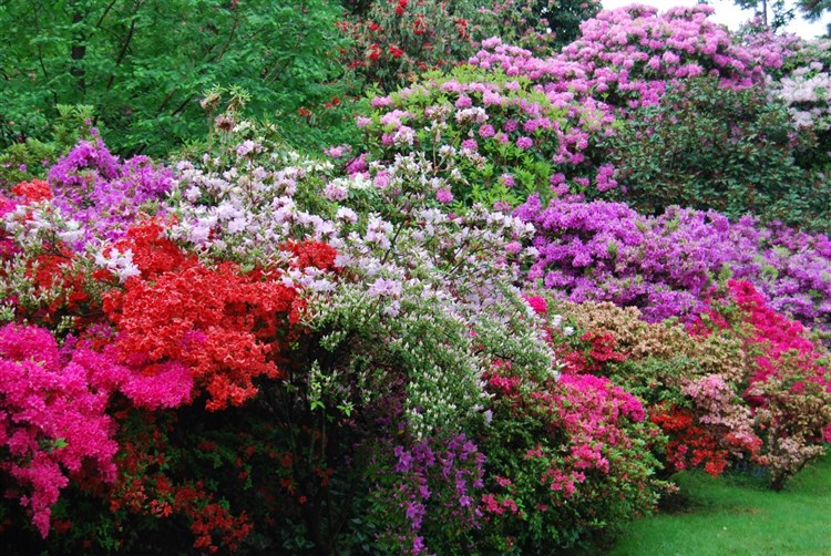 Itálie – kvetoucí zahrady italských alpských jezer