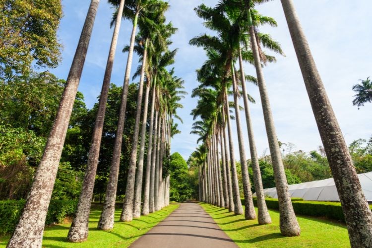 Srí Lanka - Cejlon - ráj bez andělů