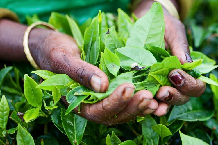 Srí Lanka - Cejlon - ráj bez andělů