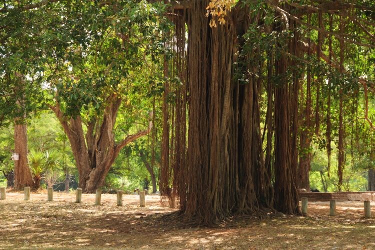 Srí Lanka - Cejlon - ráj bez andělů