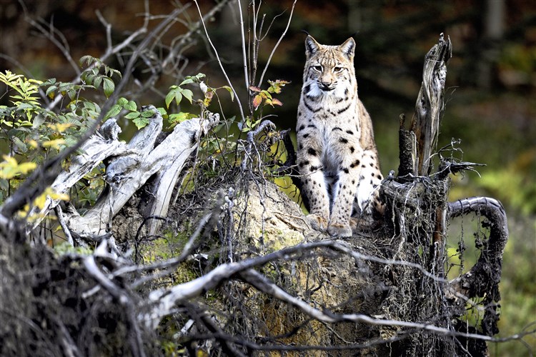 Šumava a Bavorský les: přírodní království Čech a Německa