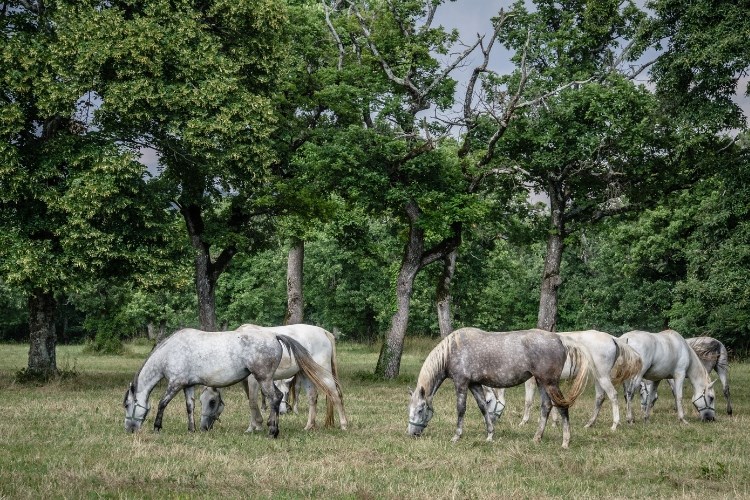 SKRYTÉ PERLY  SLOVINSKA – nádherná příroda, gurmánské zážitky a alpská romantika